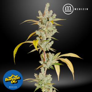 Banana OG