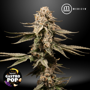 Gastro Pop