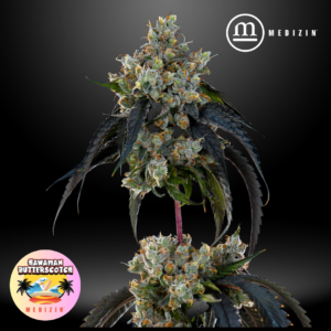 Hawaiian Butterscotch